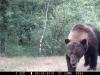 У Чорнобилі побільшало ведмедів: унікальні кадри з фотопасток