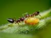 Обід мурах. Фото, яке отримало приз Королівського біологічного товариства