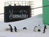 Шлюбний сезон пінгвінів біля «Вернадського»