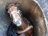 На Львівщині рятувальники витягнули коня з каналізаційної 2-метрової ями