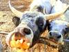 В Одесском зоопарке отметили пятилетие венгерского быка