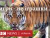 Тигри на втіху українських власників. Як «великих кішок» перетворюють на іграшки