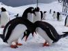 Залицяння пінгвінів на станціі Вернадського