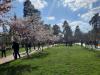 У столичному парку «Кіото» розквітли сакури