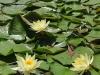 На озері Тельбин у Києві квітнуть чарівні водяні лілії-німфеї
