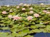 Водяні лілії квітнуть на озері в одному з районів столиці