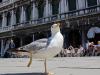 Чайка в Венеции