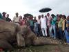 Поезд сбил трех слонов в Индии