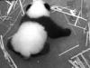 Двухмесячная панда учится ходить 