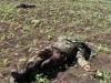 В боях у Волновахи погибли 16 украинских военных