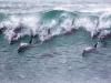Дельфинья волна