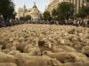 Пастухи провели овец через Мадрид