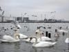Лебеди на паромной переправе под Одессой
