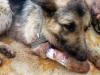 Героїчний собака врятував двох бійців АТО, прикривши їх собою!