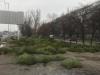 Кладбище елок: торговцы бросили сотни нераспроданных деревьев