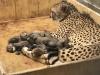 В американському зоопарку гепард народила рекордну кількість дитинчат