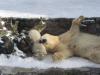 Белые медведи в Николаевском зоопарке радуются продолжению зимы