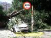 В Киеве дерево рухнуло на машину
