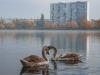 На столичном озере Тельбин появились лебеди