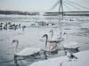 Лебеді на Дніпрі у Києві
