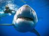 Безстрашні дайвери сфотографувались з величезною акулою