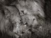Снимок двух львов признан лучшей натуралистической фотографией на конкурсе в Лондоне