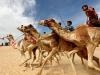 Дети и верблюды: национальные бедуинские соревнования в Египте