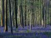 Синий лес Халлербос в Бельгии  