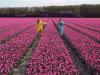 Цветение тюльпанов в Нидерландах