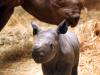 Детеныша черного носорога показали в немецком зоопарке