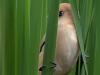 Дивовижне фото птаха з Вирлиці потрапило в топ National Geographic