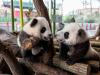 Дебют 5-месячных панд-близнецов в Берлине