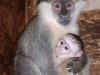 Мавпа Маруся з 2-місячним дитинчам