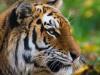 У тигрицы в нью-йоркском зоопарке обнаружили коронавирус