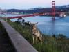 Карантин в Сан-Франциско: койоты в городе