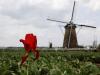 Уничтоженные поля тюльпанов в Нидерландах