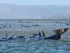 У берегов австралийского острова застряли киты