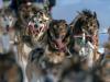Собачьи бега на Аляске