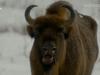 Врятувати зубрів: як в Україні борються за червонокнижних парнокопитних