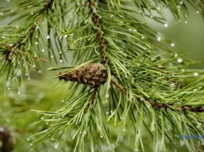 Синоптики прогнозируют дожди с грозами, в Карпатах снег и заморозки