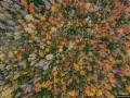 50 відтінків осені в Карпатах (фото з дрону)