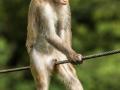 Конкурс кумедних фото тварин виграла мавпочка