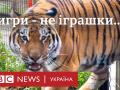 Тигри на втіху українських власників. Як «великих кішок» перетворюють на іграшки