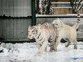 У бердянському зоопарку тигри вийшли на першу снігову прогулянку