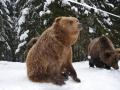 Синевирські ведмеді: не спиться