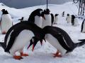 Залицяння пінгвінів на станціі Вернадського