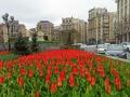 Перші тюльпани воєнної весни розцвіли у Києві на Майдані