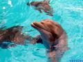 В одеський дельфінарій прибули 6 дельфінів, евакуйованих із Харкова