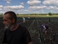 Українські фермери борються за врожай, ризикуючи життям. Світ боїться продовольчої кризи 