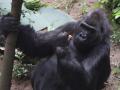 У Київському зоопарку відсвяткували день народження горили Тоні 